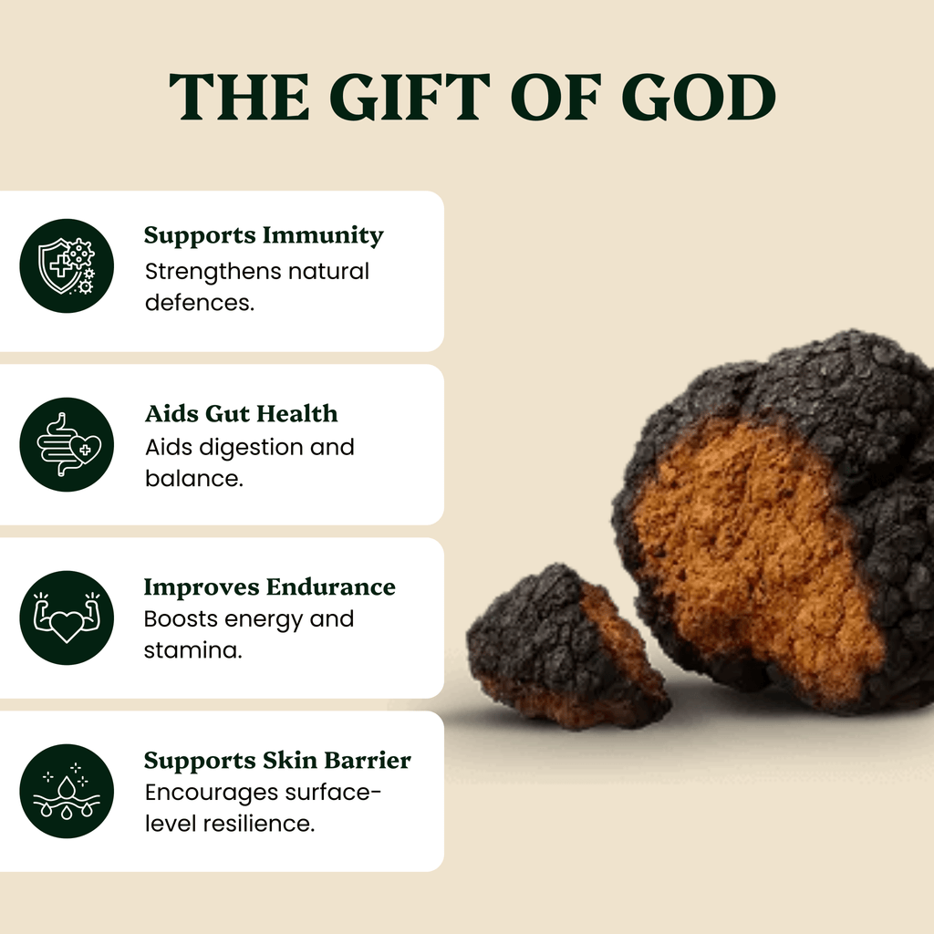 Ancient Extracts Chaga Mushroom Extract Powder 15:1 with 30% Beta Glucans