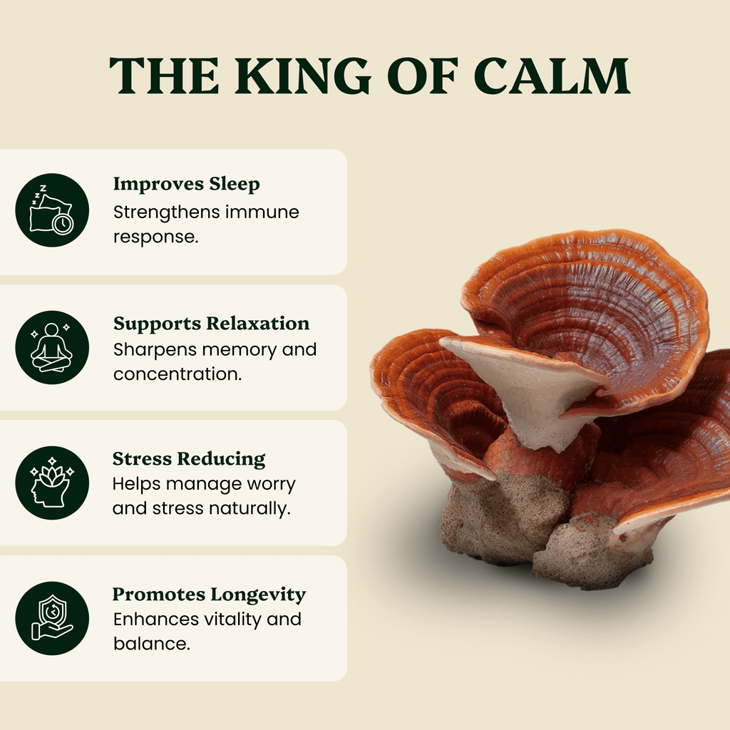 Ancient Extracts Lion's Mane and Reishi Mushroom Extracts - Organic Cognitive Support