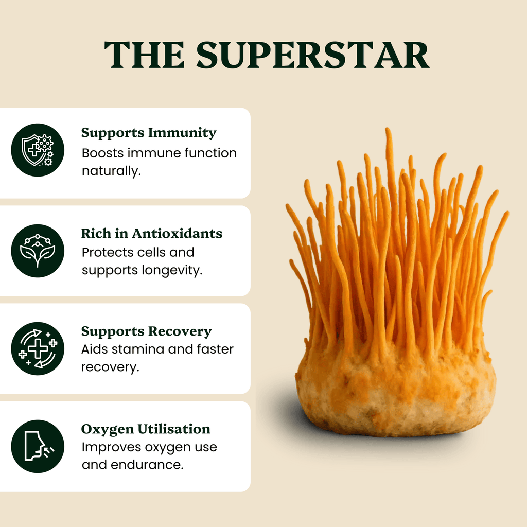 Ancient Extracts Cordyceps Mushroom Extract Powder, 15:1 Ratio, Beta Glucans